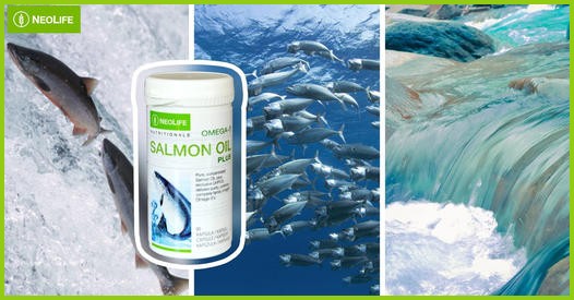 Omega 3 Salmon Oil Plus NeoLife